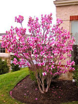 Magnolia seeds, Light fragrant garden tree seeds perennial flower seeds magnolia plants for home garden plant pot 30 pcs/bag