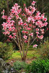 Magnolia seeds, Light fragrant garden tree seeds perennial flower seeds magnolia plants for home garden plant pot 30 pcs/bag