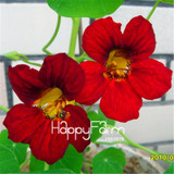 New Fresh Seeds 100 Seeds/Pack Pretty Rare Hanging Nasturtium Seeds Garden plant Flowers Hanging Flower seeds
