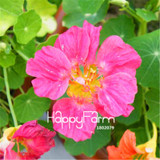 New Fresh Seeds 100 Seeds/Pack Pretty Rare Hanging Nasturtium Seeds Garden plant Flowers Hanging Flower seeds