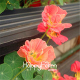 New Fresh Seeds 100 Seeds/Pack Pretty Rare Hanging Nasturtium Seeds Garden plant Flowers Hanging Flower seeds