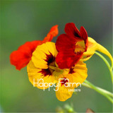 New Fresh Seeds 100 Seeds/Pack Pretty Rare Hanging Nasturtium Seeds Garden plant Flowers Hanging Flower seeds