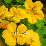 New Fresh Seeds 100 Seeds/Pack Pretty Rare Hanging Nasturtium Seeds Garden plant Flowers Hanging Flower seeds