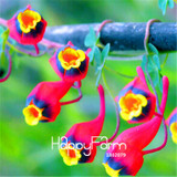 New Fresh Seeds 100 Seeds/Pack Pretty Rare Hanging Nasturtium Seeds Garden plant Flowers Hanging Flower seeds