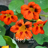 New Fresh Seeds 100 Seeds/Pack Pretty Rare Hanging Nasturtium Seeds Garden plant Flowers Hanging Flower seeds