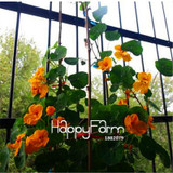 New Fresh Seeds 100 Seeds/Pack Pretty Rare Hanging Nasturtium Seeds Garden plant Flowers Hanging Flower seeds