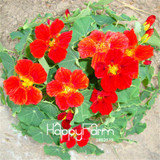New Fresh Seeds 100 Seeds/Pack Pretty Rare Hanging Nasturtium Seeds Garden plant Flowers Hanging Flower seeds