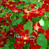 New Fresh Seeds 100 Seeds/Pack Pretty Rare Hanging Nasturtium Seeds Garden plant Flowers Hanging Flower seeds