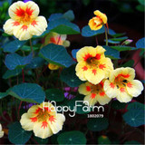 New Fresh Seeds 100 Seeds/Pack Pretty Rare Hanging Nasturtium Seeds Garden plant Flowers Hanging Flower seeds