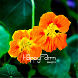 New Fresh Seeds 100 Seeds/Pack Pretty Rare Hanging Nasturtium Seeds Garden plant Flowers Hanging Flower seeds
