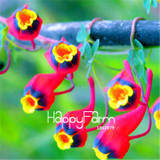 New Fresh Seeds 100 Seeds/Pack Pretty Rare Hanging Nasturtium Seeds Garden plant Flowers Hanging Flower seeds