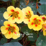New Fresh Seeds 100 Seeds/Pack Pretty Rare Hanging Nasturtium Seeds Garden plant Flowers Hanging Flower seeds
