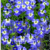 New Fresh Seeds 100 Seeds/Pack Pretty Rare Hanging Nasturtium Seeds Garden plant Flowers Hanging Flower seeds