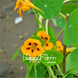 New Fresh Seeds 100 Seeds/Pack Pretty Rare Hanging Nasturtium Seeds Garden plant Flowers Hanging Flower seeds