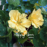 New Fresh Seeds 100 Seeds/Pack Pretty Rare Hanging Nasturtium Seeds Garden plant Flowers Hanging Flower seeds
