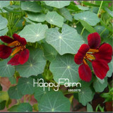 New Fresh Seeds 100 Seeds/Pack Pretty Rare Hanging Nasturtium Seeds Garden plant Flowers Hanging Flower seeds