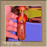 New Fresh Seeds 11 Various Nepenthes Seeds Balcony Potted Bonsai Plants Seeds Bonsai Carnivorous Plants Seeds 50 Pcs/Bag,#W3OZJW