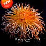 New Fresh Seeds 100 pcs/pack Rare Fireworks Orange Yellow Chrysanthemum Seeds Morifolium Seeds DIY Gardening Flower Plant,#4Y6H4