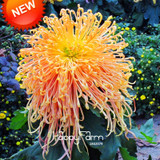 New Fresh Seeds 100 pcs/pack Rare Fireworks Orange Yellow Chrysanthemum Seeds Morifolium Seeds DIY Gardening Flower Plant,#4Y6H4
