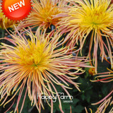 New Fresh Seeds 100 pcs/pack Rare Fireworks Orange Yellow Chrysanthemum Seeds Morifolium Seeds DIY Gardening Flower Plant,#4Y6H4