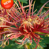 New Fresh Seeds 100 pcs/pack Rare Fireworks Orange Yellow Chrysanthemum Seeds Morifolium Seeds DIY Gardening Flower Plant,#4Y6H4
