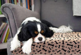WASHABLE DOG PEE PADS