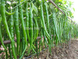 Hot Selling Long Red Pepper Seeds Tohum Red Hot Pepper Seeds Plant Tree Vegetable Seeds Free Shipping 100 Particles Garden Seed Hot Selling Long Red Pepper Seeds Tohum Red Hot Pepper Seeds Plant Tree Vegetable Seeds Free Shipping 100 Particles Garden Seed