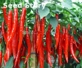 Hot Selling Long Red Pepper Seeds Tohum Red Hot Pepper Seeds Plant Tree Vegetable Seeds Free Shipping 100 Particles Garden Seed Hot Selling Long Red Pepper Seeds Tohum Red Hot Pepper Seeds Plant Tree Vegetable Seeds Free Shipping 100 Particles Garden Seed
