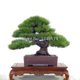 Hot Selling 50pcs Pine Tree Seeds Pinus Thunbergii Seeds Bonsai Seeds Potted Landscape Home Garden Drop Shipping MD32308