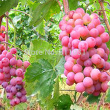 Hot Selling 20pcs/lot Rare Species Grape Seeds Giant Red Grapes Bonsai Fruit Seeds DIY Home Garden Potted Plant Fruit Tree