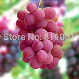 Hot Selling 20pcs/lot Rare Species Grape Seeds Giant Red Grapes Bonsai Fruit Seeds DIY Home Garden Potted Plant Fruit Tree