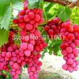Hot Selling 20pcs/lot Rare Species Grape Seeds Giant Red Grapes Bonsai Fruit Seeds DIY Home Garden Potted Plant Fruit Tree