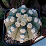 Hot selling 20pcs mixed cactus (Astrophytum) plants succulents plants seeds DIY home garden free shipping