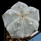 Hot selling 20pcs mixed cactus (Astrophytum) plants succulents plants seeds DIY home garden free shipping