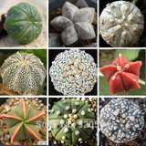 Hot selling 20pcs mixed cactus (Astrophytum) plants succulents plants seeds DIY home garden free shipping