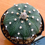 Hot selling 20pcs mixed cactus (Astrophytum) plants succulents plants seeds DIY home garden free shipping