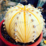 Hot Selling 200pcs/lot Mixed Astrophytum Cactus Seeds Succulents Plants Bonsai Seeds DIY Home Garden Potted Plant Flower
