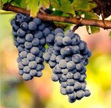 Hot Sell giant pink grapes rare 10 seeds fruit seeds