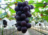 Hot Sell giant pink grapes rare 10 seeds fruit seeds