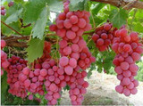 Hot Sell giant pink grapes rare 10 seeds fruit seeds