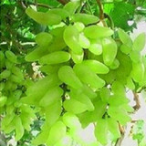Hot Sell giant pink grapes rare 10 seeds fruit seeds