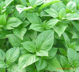 Big leaf green basil seed selling organic vegetable 100seed(luo le)