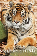 Golden panno,Needlework,Embroidery,DIY Animal Painting,Cross stitch,kits,14ct ferocious tiger Cross-stitch,Sets For Embroidery