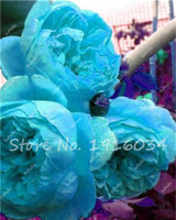Hot Sale 20 Pcs Peony Flower Seeds Garden Seeds And Potted Plants Paeonia Suffruticosa Tree, Peony Root Seeds for Home Garden