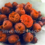 Hot Sale 20 Pcs Peony Flower Seeds Garden Seeds And Potted Plants Paeonia Suffruticosa Tree, Peony Root Seeds for Home Garden