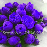 Hot Sale 20 Pcs Peony Flower Seeds Garden Seeds And Potted Plants Paeonia Suffruticosa Tree, Peony Root Seeds for Home Garden