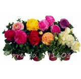 Hot Sale 20 Pcs Peony Flower Seeds Garden Seeds And Potted Plants Paeonia Suffruticosa Tree, Peony Root Seeds for Home Garden