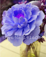 Hot Sale 20 Pcs Peony Flower Seeds Garden Seeds And Potted Plants Paeonia Suffruticosa Tree, Peony Root Seeds for Home Garden