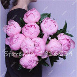 Hot Sale 20 Pcs Peony Flower Seeds Garden Seeds And Potted Plants Paeonia Suffruticosa Tree, Peony Root Seeds for Home Garden