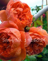 Hot Sale 20 Pcs Peony Flower Seeds Garden Seeds And Potted Plants Paeonia Suffruticosa Tree, Peony Root Seeds for Home Garden